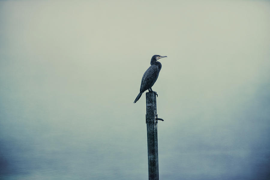 The Great Cormorant Photograph by Jaroslav Buna