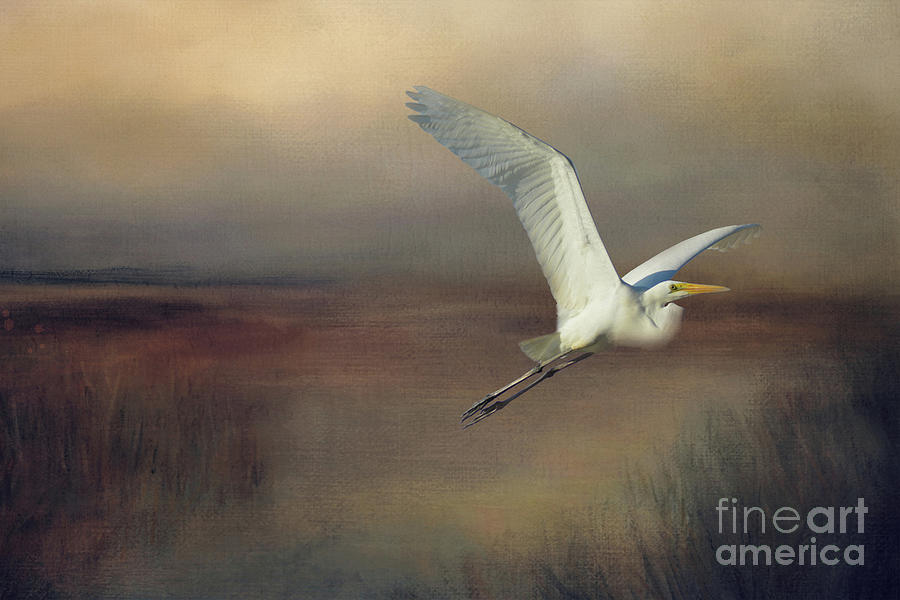 The Great Egret  Mixed Media by Kathy Kelly
