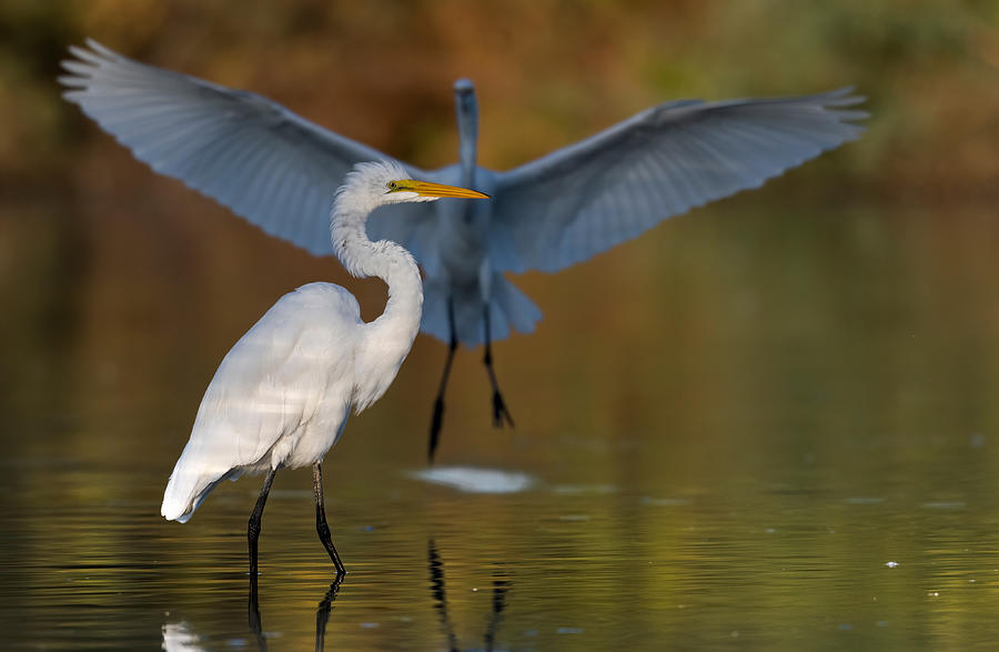The Great Egrets. Photograph by Paul Martin