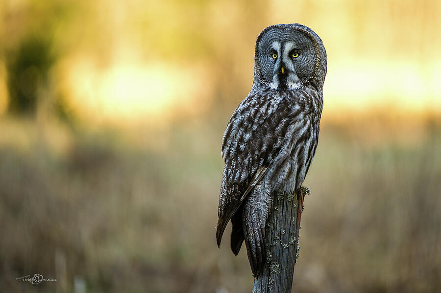 The Great Gray Owl in the morning Photograph by Torbjorn Swenelius