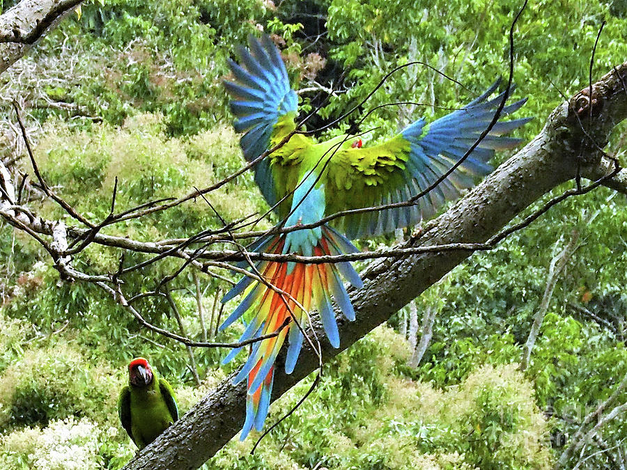 Wings and Tail,The Great Green Macaw Photograph by Leslie Struxness