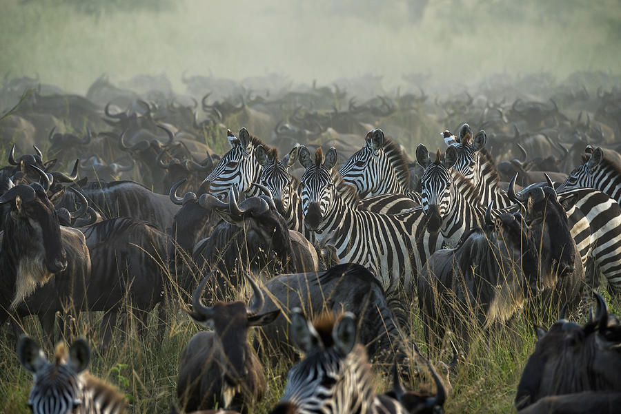 Zebra Photograph - The Great Migration by Giuseppe Damico