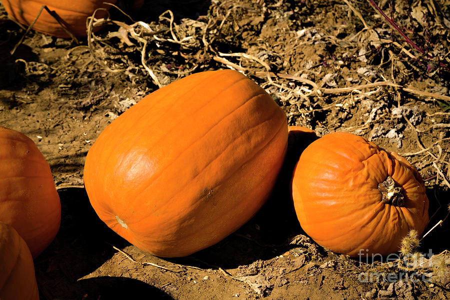 The Great Pumpkin Photograph by Jon Burch Photography