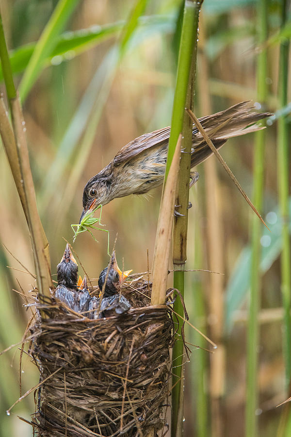 Bird Photograph - The Great Reed Warbler, Acrocephalus Arundinaceus by Petr Simon