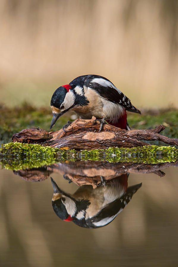 Woodpecker Photograph - The Great Spotted Woodpecker, Dendrocopos Major by Petr Simon