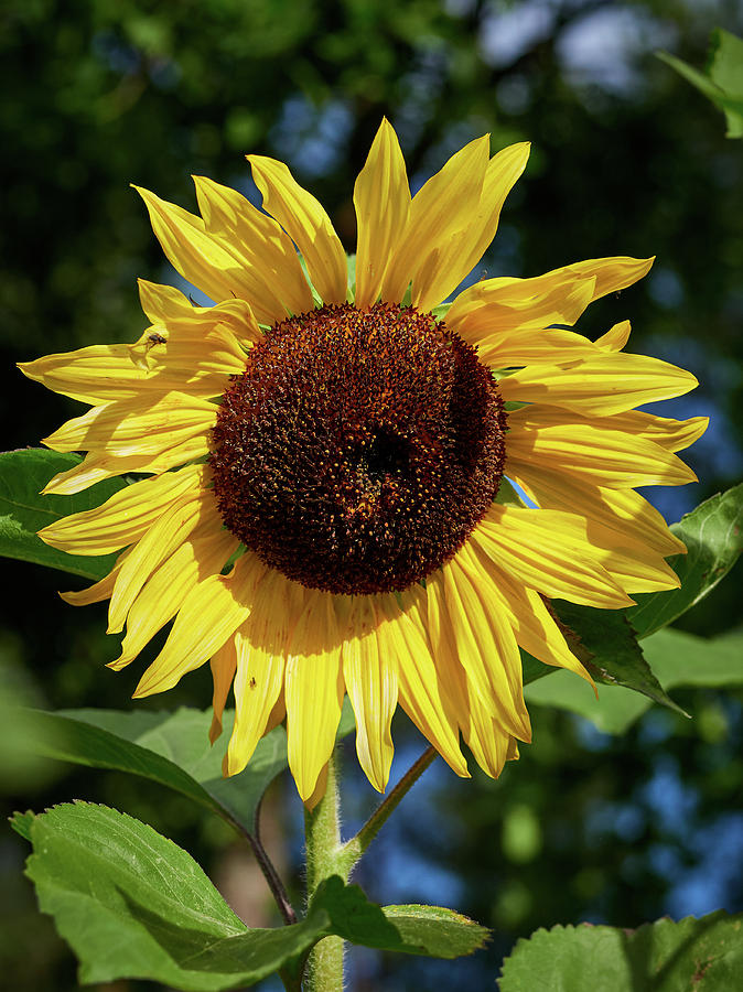 The Great Sunflower Photograph by Jouko Lehto
