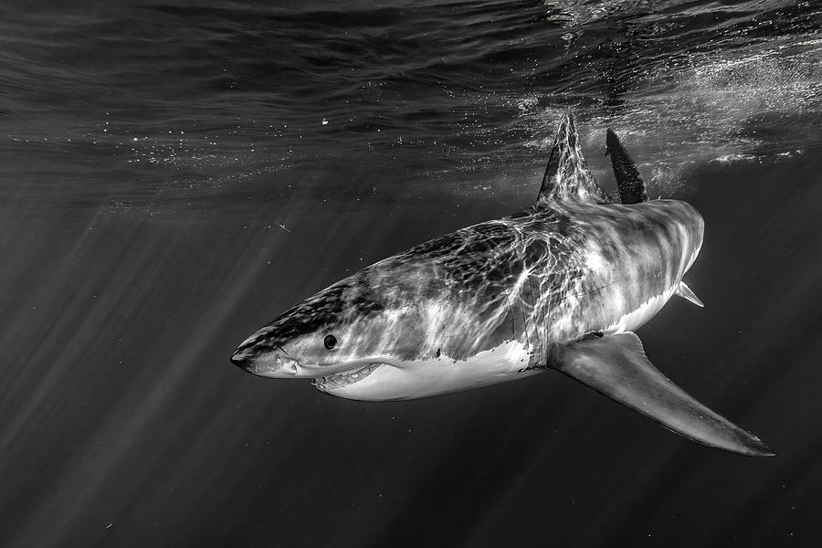 The Great White Photograph by Andrea Izzotti