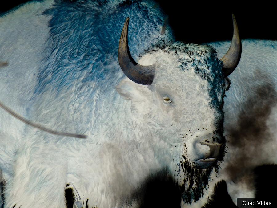 The Great White Buffalo Photograph by Chad Vidas