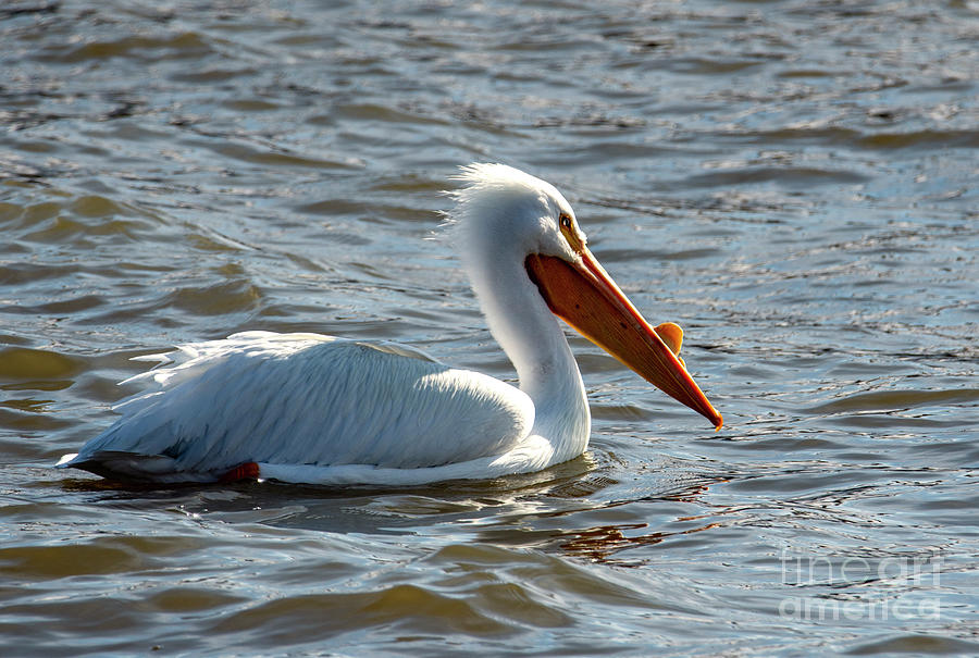 The Great White Pelican Photograph by Sandra Js