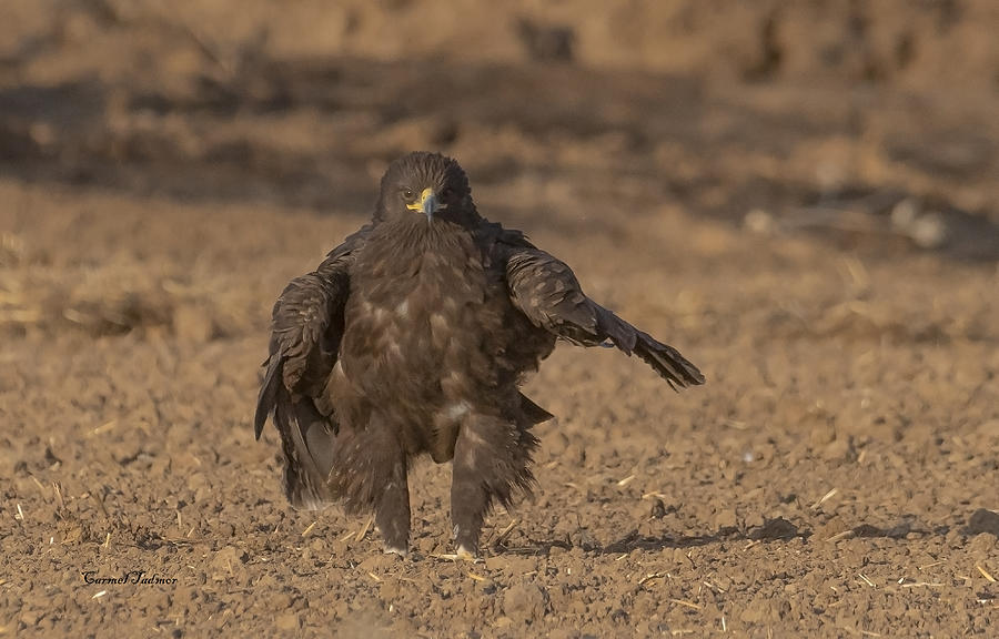The Greater Spotted Eagle Is In A Shaking Mood Photograph by Carmel Tadmor