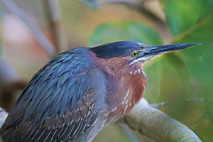 The Green Heron at Ding I Photograph by Michiale Schneider