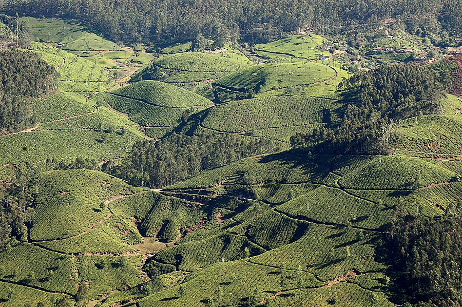The Green Hills Of Munnar - Tea Photograph by Photograph © Ulrike Henkys