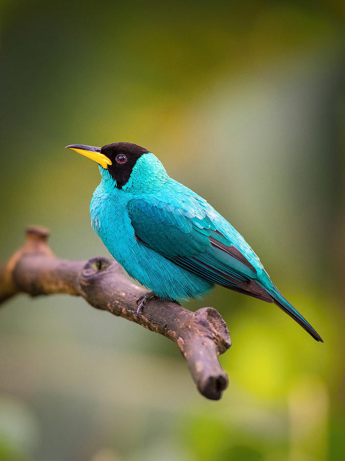 Feather Photograph - The Green Honeycreeper, Chlorophanes Spiza by Petr Simon