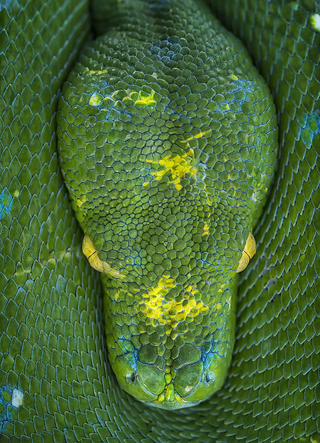 Snake Photograph - The Green by Tantoyensen
