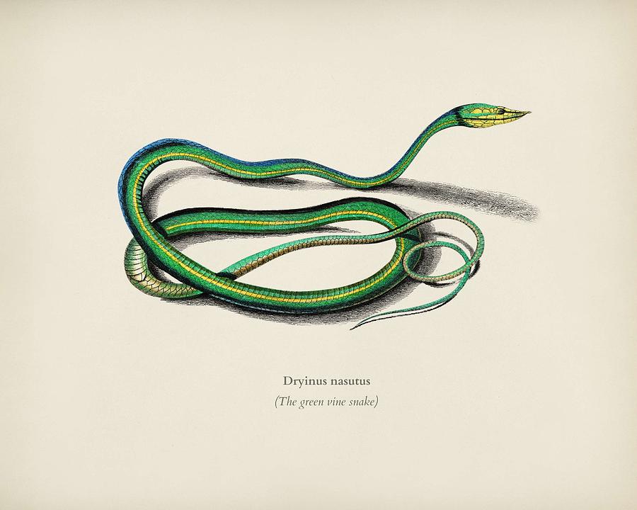 The green vine snake  Dryinus Nasutus illustrated by Charles Dessalines D  Orbigny  1806 1876   Painting by Celestial Images