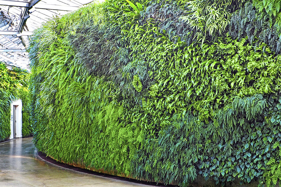 Leafy Green Wall Photograph by Bill Swartwout