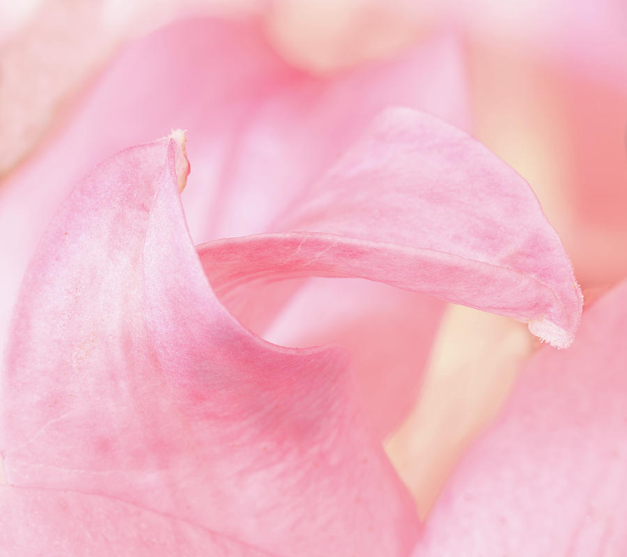 The greetings of the petals Photograph by Silvia Marcoschamer