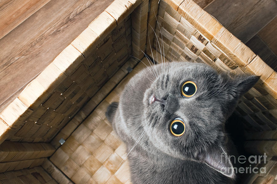 Catnip Photograph - The Grey Cat British Breed With Large by Anna Bolotnikova Catnip Photograph - The Grey Cat British Breed With Large by Anna Bolotnikova