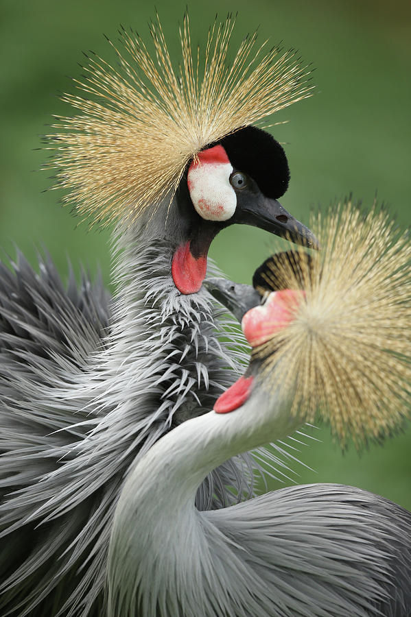 The Grey Crowned Crane At Berlin Zoo Photograph by Sean Gallup