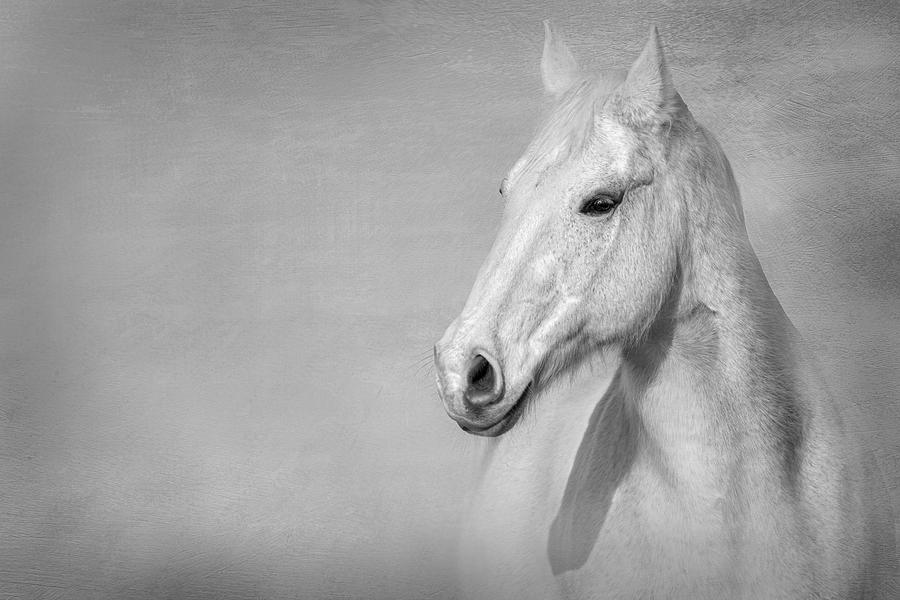 Animal Photograph - The Grey Horse by Julie Tennant