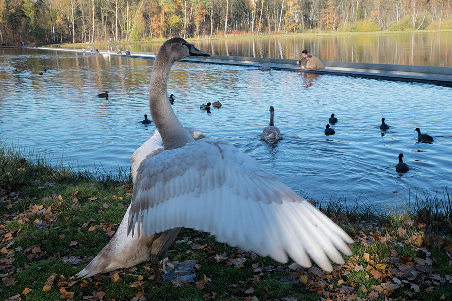 Swan Photograph - The Grey Swan by Inge Elewaut
