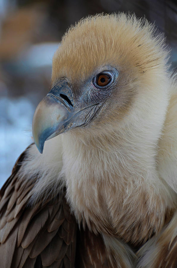 The Griffon Vulture by Darren Weeks The Griffon Vulture by Darren Weeks