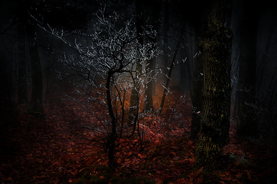 The Grove At The First Cold Photograph by Alessandro Traverso - Fine ...