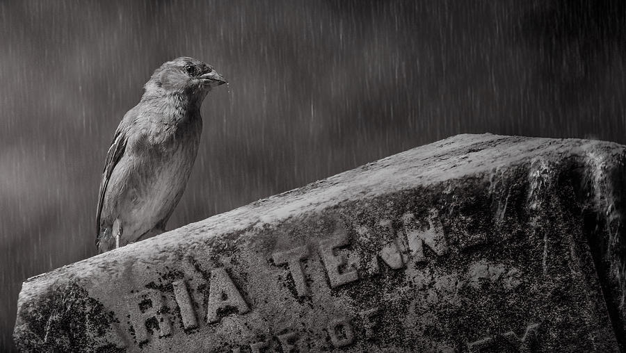 Sparrow Photograph - The Guardian by Michael Castellano