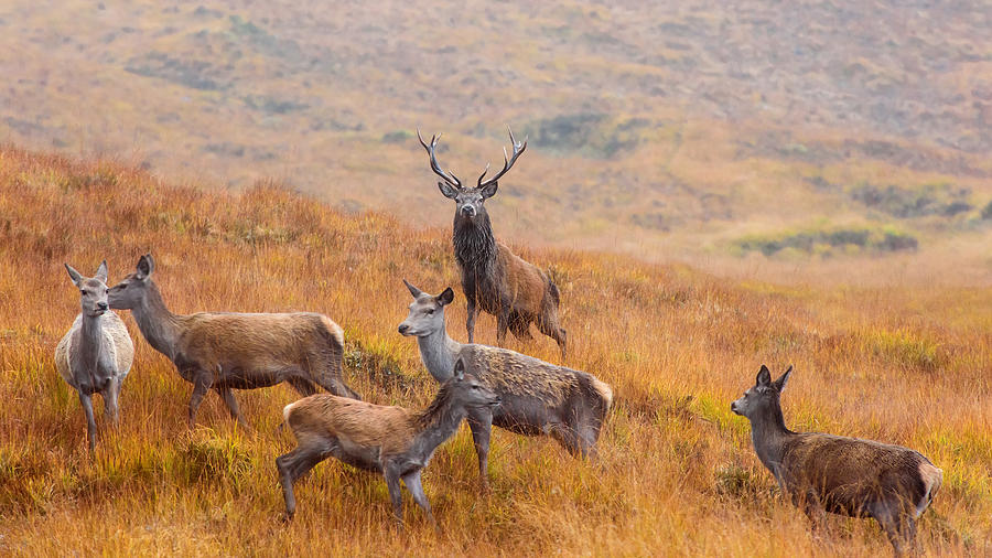 Deer Photograph - The Guardian Of The Moorland by Luigi Ruoppolo