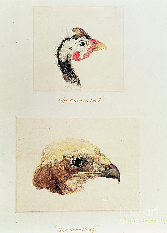 The Guinea Fowl And The Moor Hawk Painting by Joseph Mallord William ...