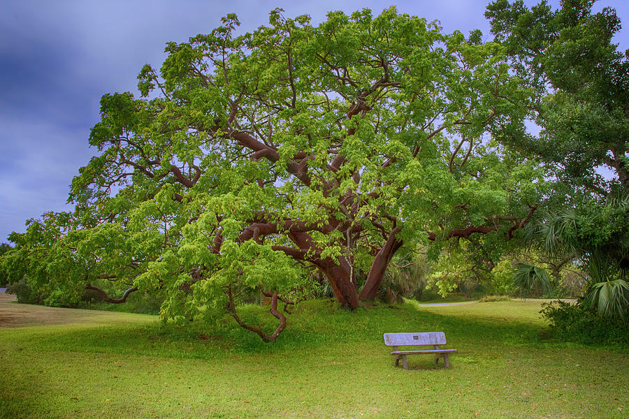 The Gumbo Limbo Tree Photograph by Mitch Spence