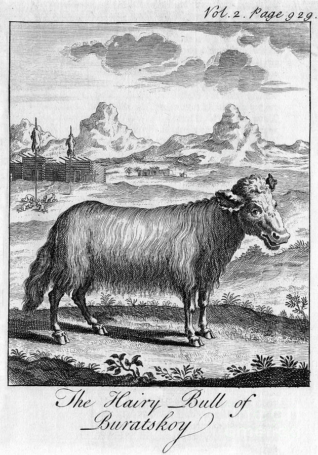 The Hairy Bull Of Buratskoy, C18th Drawing by Print Collector