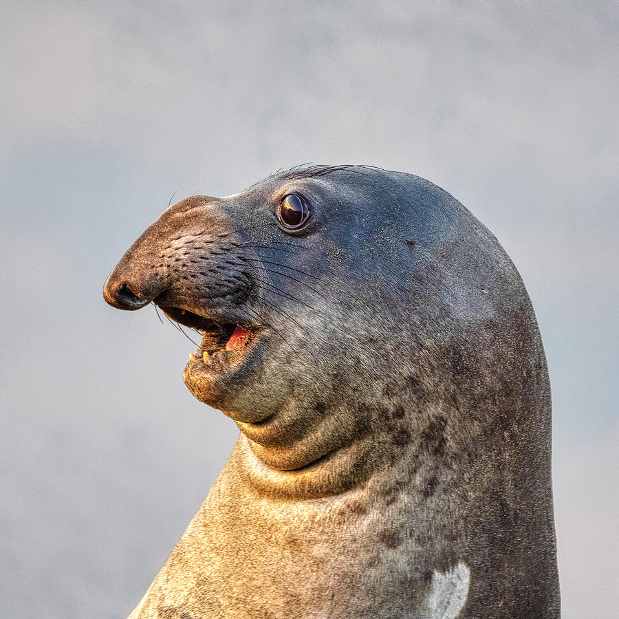 The Handsome Guy Photograph by Anchor Lee - Fine Art America