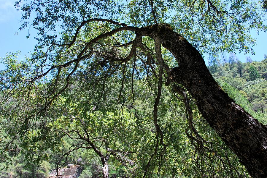 Yosemite National Park Photograph - The Hanging Around Tree by Matt Quest