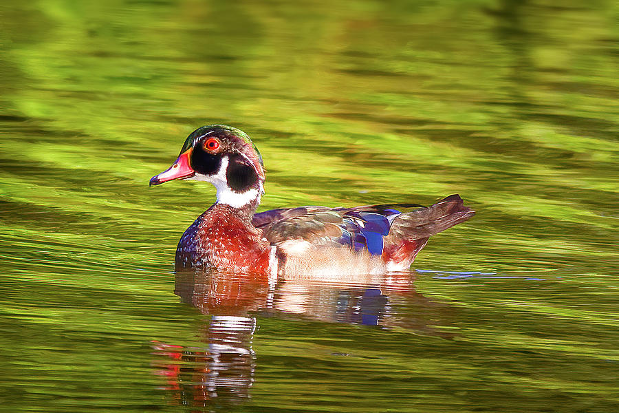 The Happy Wood Duck Photograph by Mark Andrew Thomas
