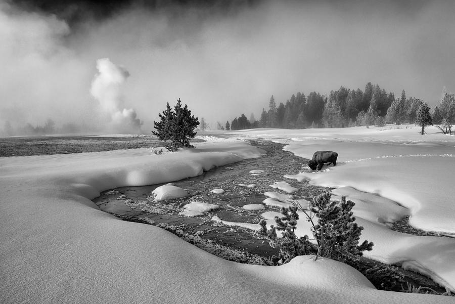 Yellowstone National Park Photograph - The Hardship Of Winter by Shenshen Dou