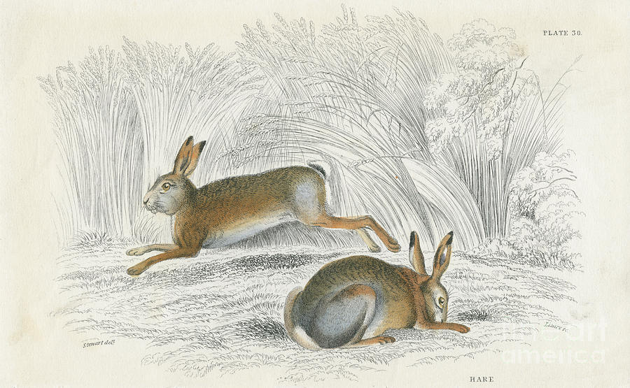 The Hare Lepus Europaeus, 1828 Drawing by Print Collector