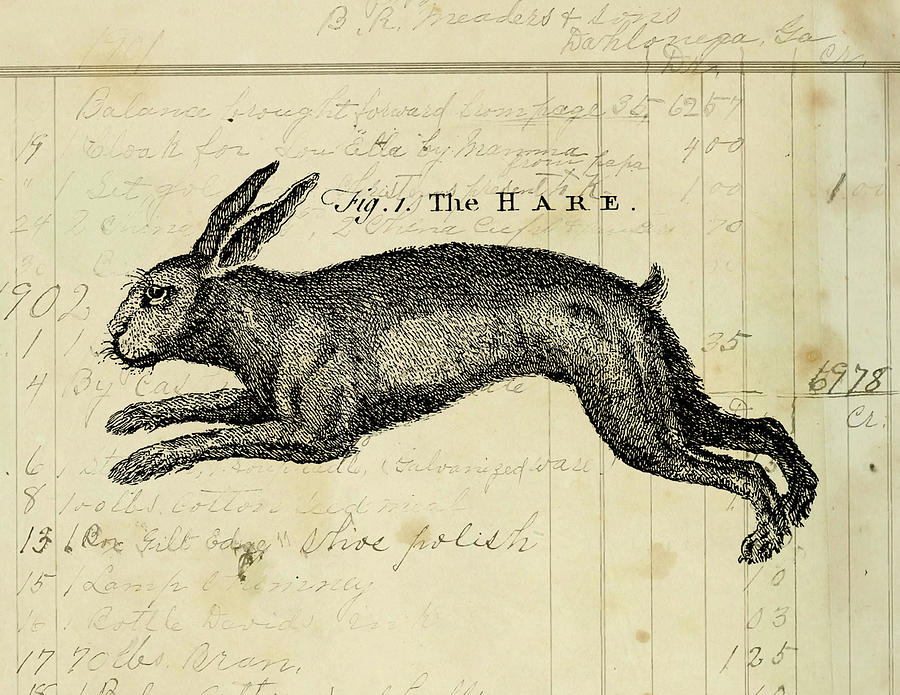 Animal Mixed Media - The Hare by Marcee Duggar