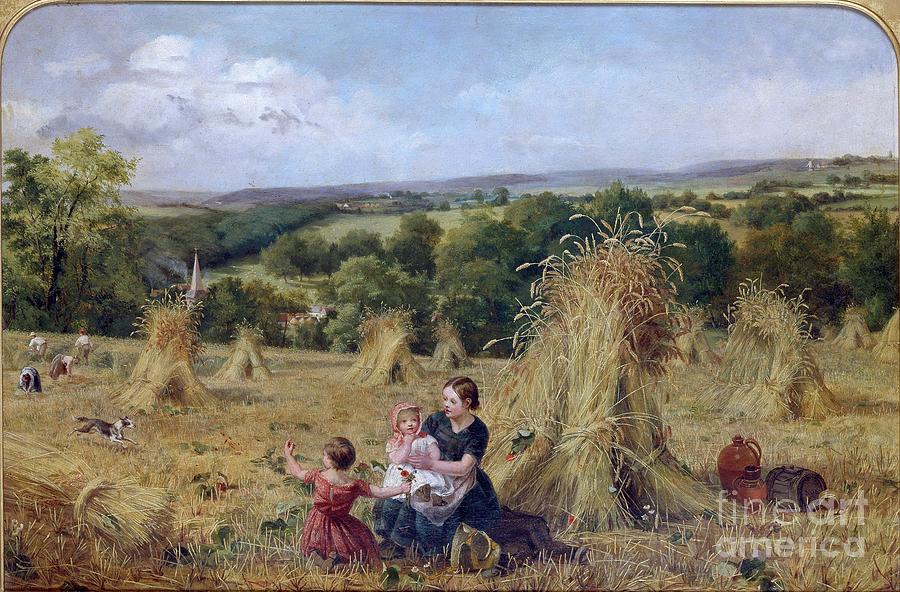 The Harvest Field Drawing by Heritage Images