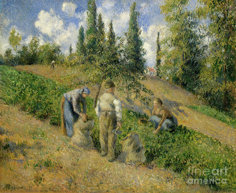 The Harvest Drawing by Heritage Images