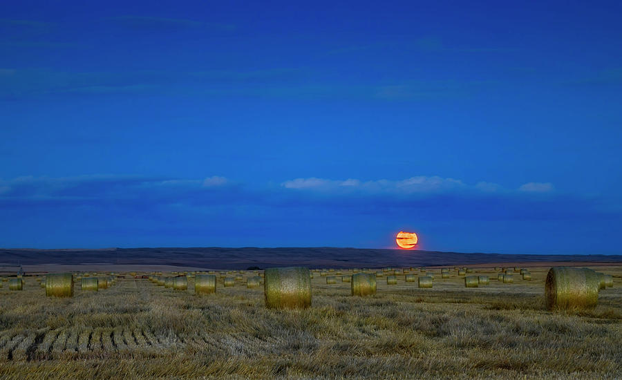 The Harvest Moon Above A Field Of Hay Photograph by Alan Dyer