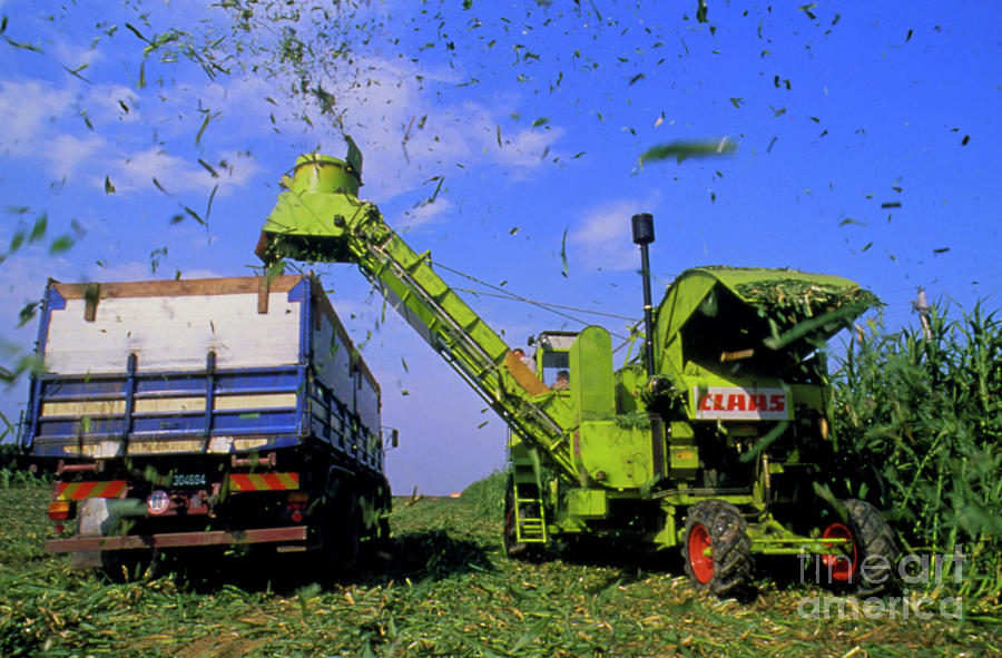 The Harvesting Of A Sweet Sorghum Crop Photograph by Tommaso ...