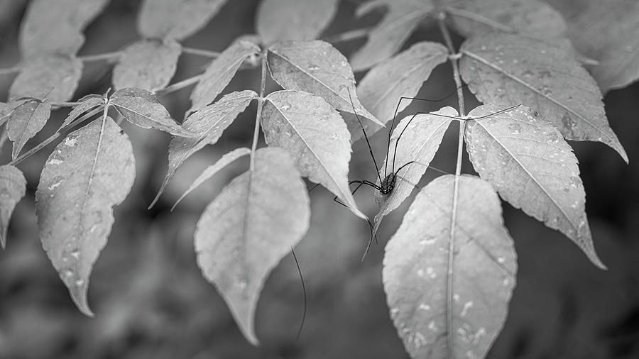 The Harvestman by Patrick M Lynch The Harvestman by Patrick M Lynch