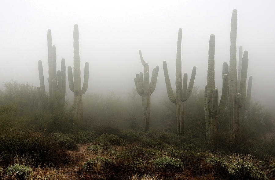 The Hauntingly Beautiful Sonoran Desert  Photograph by Saija Lehtonen