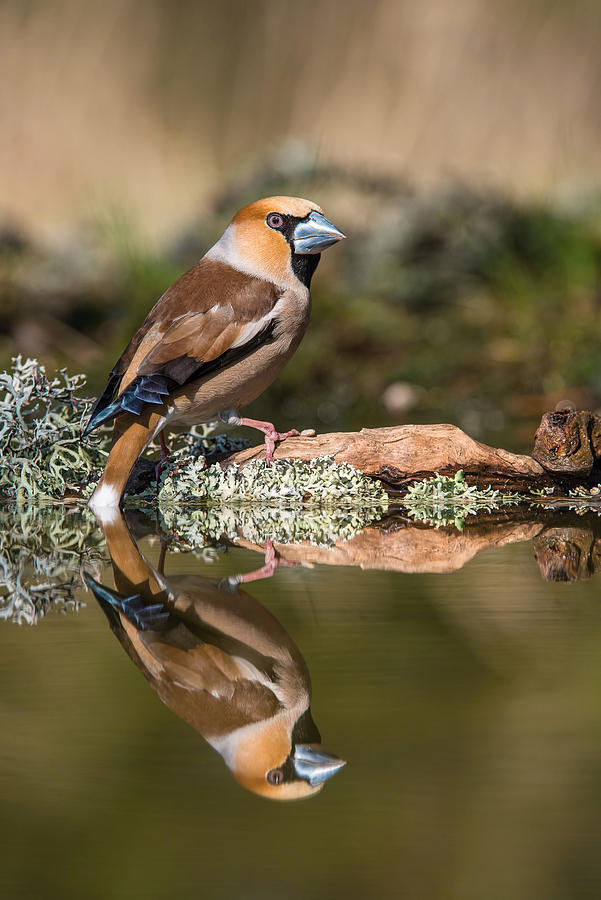 Up Movie Photograph - The Hawfinch, Coccothraustes Coccothraustes by Petr Simon