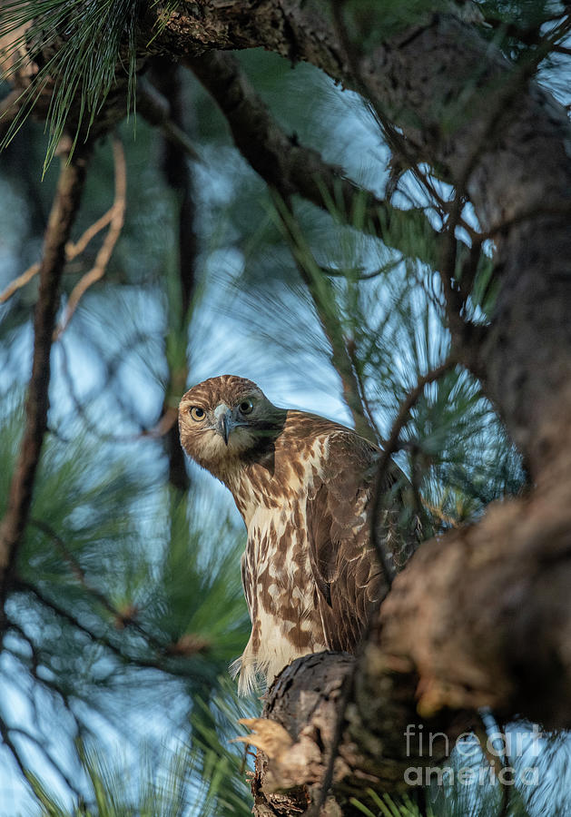 The Hawk Eye Stare  Photograph by Dale Powell