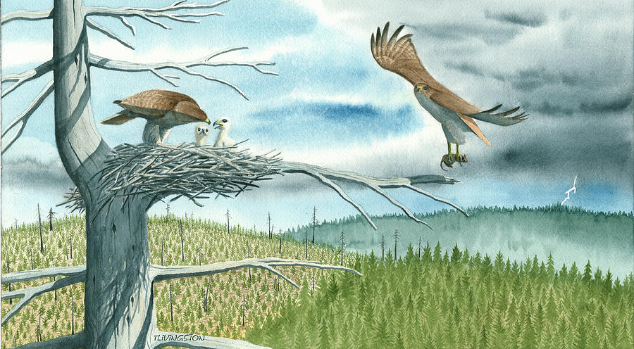 The Hawk nest Painting by Timothy Livingston