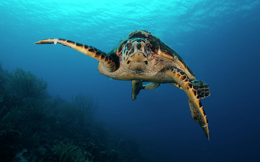 The Hawksbill Sea Turtle, Bonaire Photograph by Terry Moore/stocktrek Images