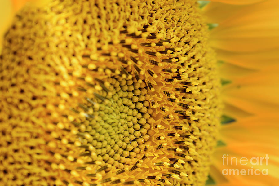 The Heart Of A Sunflower 3 Photograph by Wendy Wilton