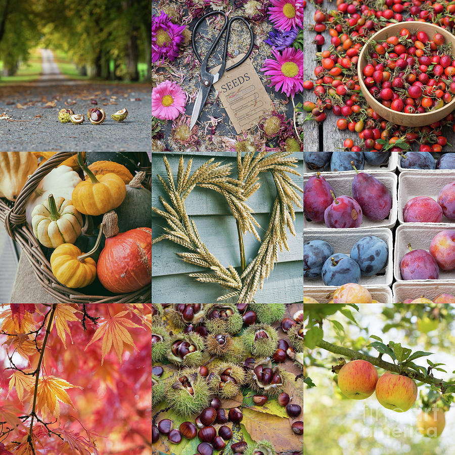 Fruit Photograph - The Heart of Autumn by Tim Gainey